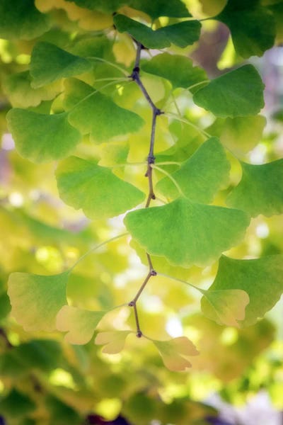 Tree Close-Ups: Fossil Leaves by Philippe Sainte-Laudy