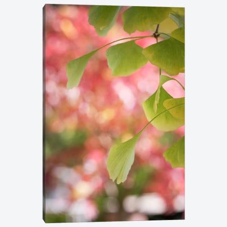 Ginkgo And Pink Pearls Canvas Print #PSL69} by Philippe Sainte-Laudy Canvas Art