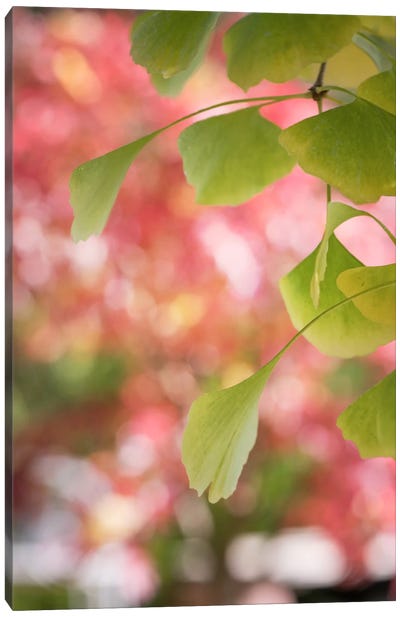 Ginkgo And Pink Pearls Canvas Art Print - Philippe Sainte-Laudy