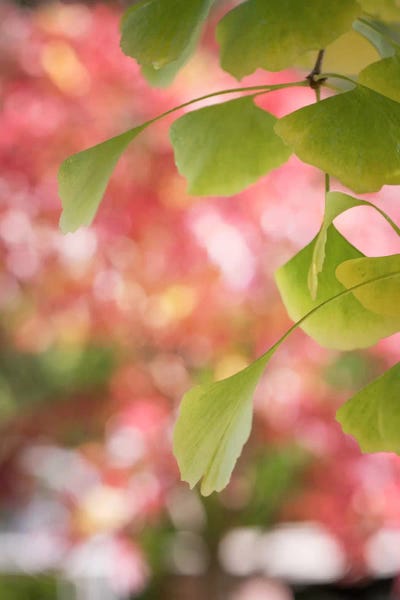 Tree Close-Ups: Ginkgo And Pink Pearls by Philippe Sainte-Laudy