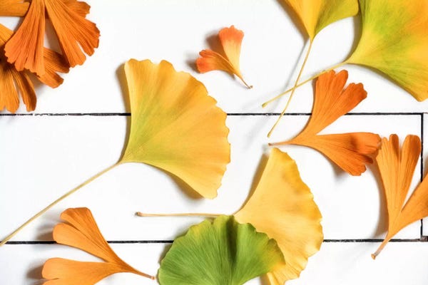 Ginkgo Trees: Ginkgo Colors by Philippe Sainte-Laudy