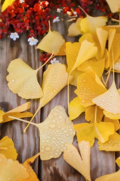 Ginkgo Featured by Philippe Sainte-Laudy acrylic art print