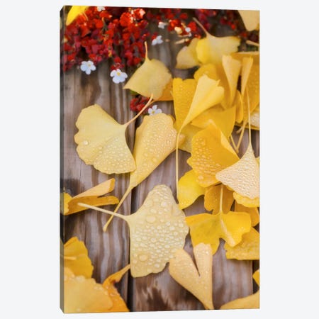 Ginkgo Featured Canvas Print #PSL71} by Philippe Sainte-Laudy Canvas Art Print