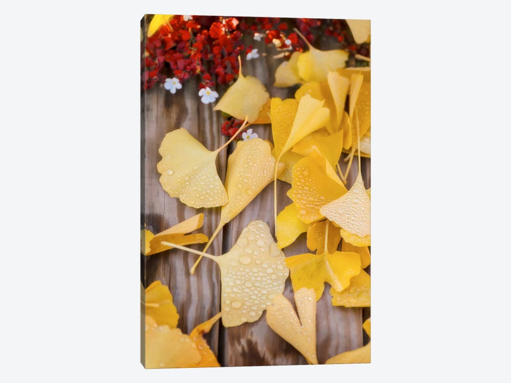 Ginkgo Featured by Philippe Sainte-Laudy 1-piece Canvas Artwork