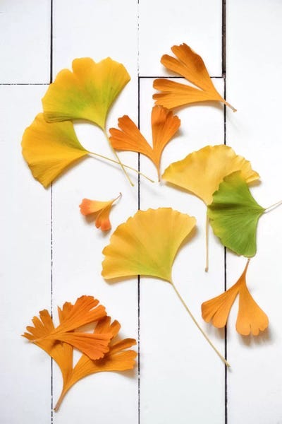 Still Life Photography: Ginkgo Fun by Philippe Sainte-Laudy