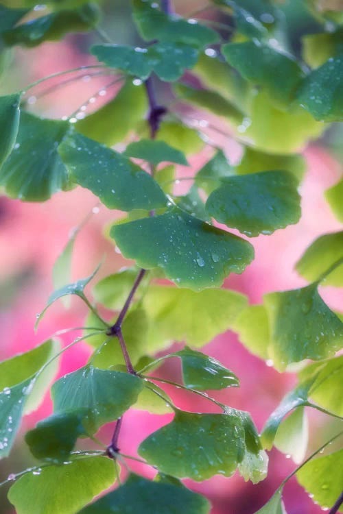 Ginkgo Leaves With Rain Drops