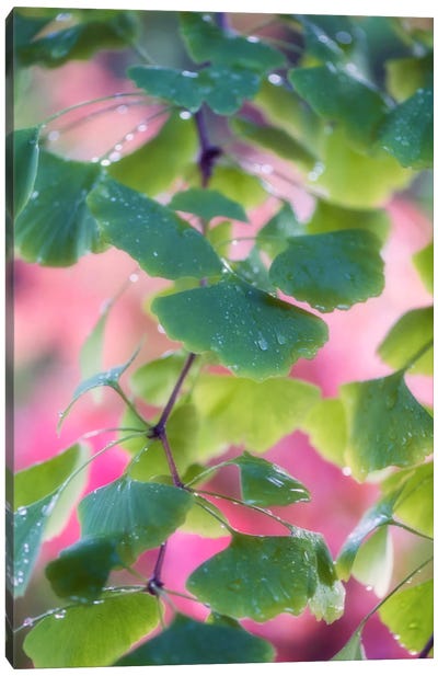 Ginkgo Leaves With Rain Drops Canvas Art Print - Ginkgo Tree Art