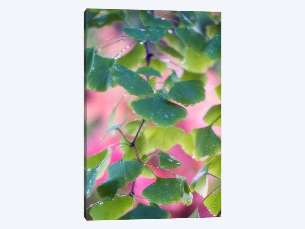 Ginkgo Leaves With Rain Drops by Philippe Sainte-Laudy 1-piece Canvas Wall Art