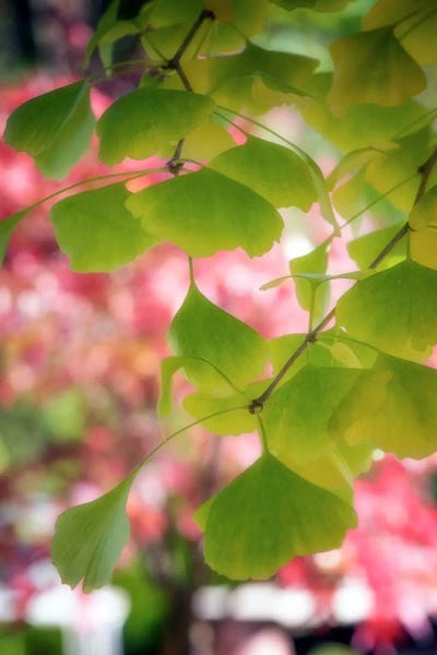 Ginkgo Trees: Ginkgo Mosaic by Philippe Sainte-Laudy