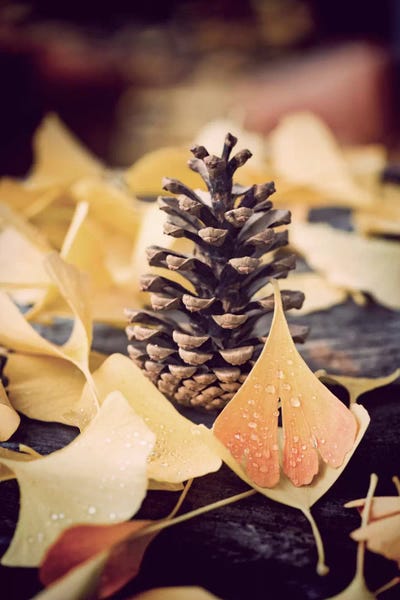 Still Life Photography: Ginkgo Vintage by Philippe Sainte-Laudy