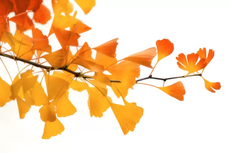 Ginkgo's Subtle Shades by Philippe Sainte-Laudy wall art