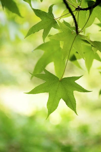 Maple Trees: Green Closer by Philippe Sainte-Laudy