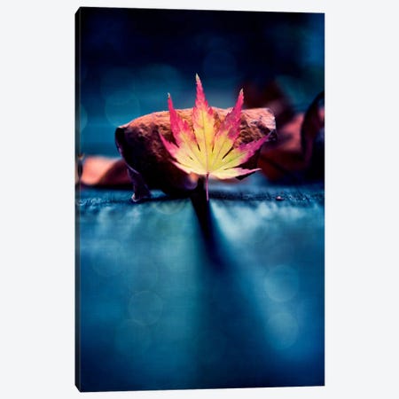 A Story Of Leaves Canvas Print #PSL7} by Philippe Sainte-Laudy Canvas Wall Art