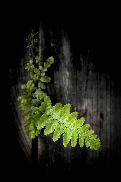 Ferns: Green Power by Philippe Sainte-Laudy
