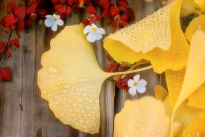 Hope You Can Wait by Philippe Sainte-Laudy framed canvas print