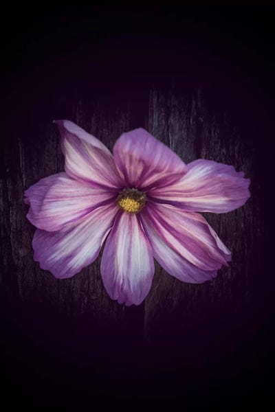 Humbly Yours by Philippe Sainte-Laudy canvas print