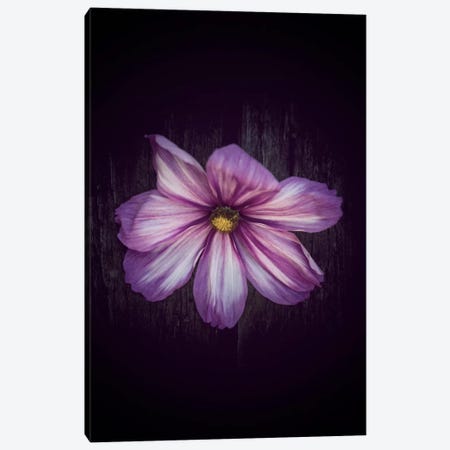 Humbly Yours Canvas Print #PSL84} by Philippe Sainte-Laudy Canvas Print