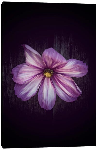 Humbly Yours Canvas Art Print - Philippe Sainte-Laudy