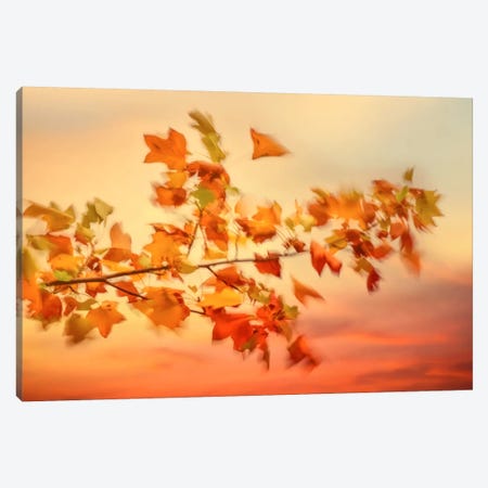 In The Evening Wind Canvas Print #PSL89} by Philippe Sainte-Laudy Canvas Art