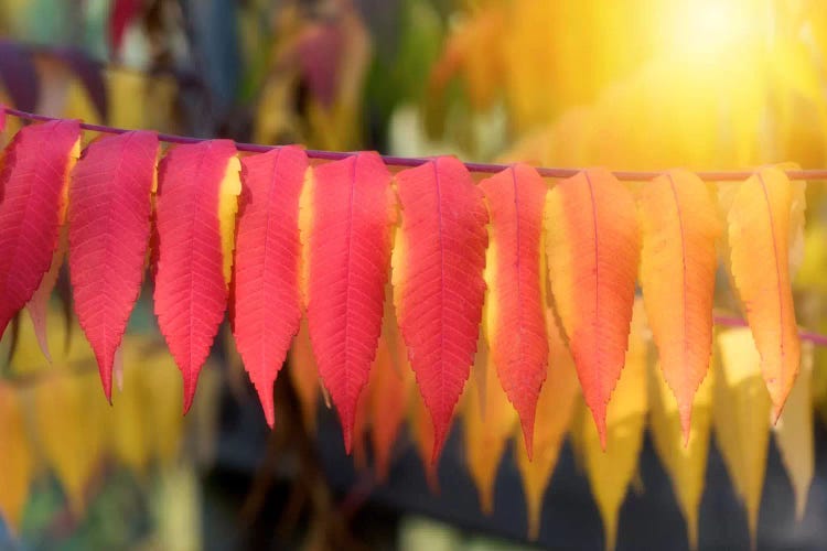 A Sun In The Leaves