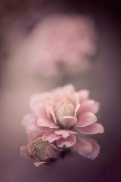 Just For Love by Philippe Sainte-Laudy framed canvas print