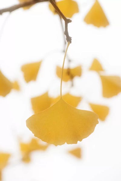 Late Fall by Philippe Sainte-Laudy framed canvas print