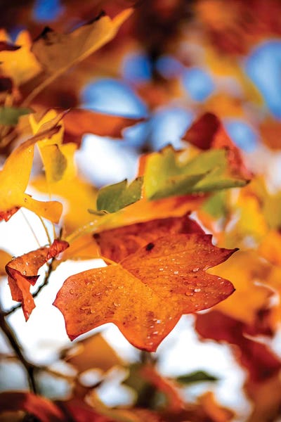 Tree Close-Ups: Leaves Of Tulipier by Philippe Sainte-Laudy