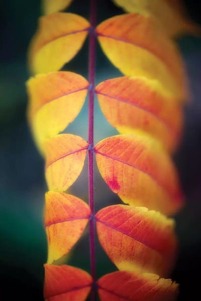 Leaves On The Line by Philippe Sainte-Laudy framed canvas print