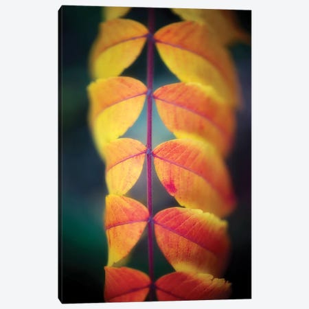 Leaves On The Line Canvas Print #PSL97} by Philippe Sainte-Laudy Canvas Wall Art