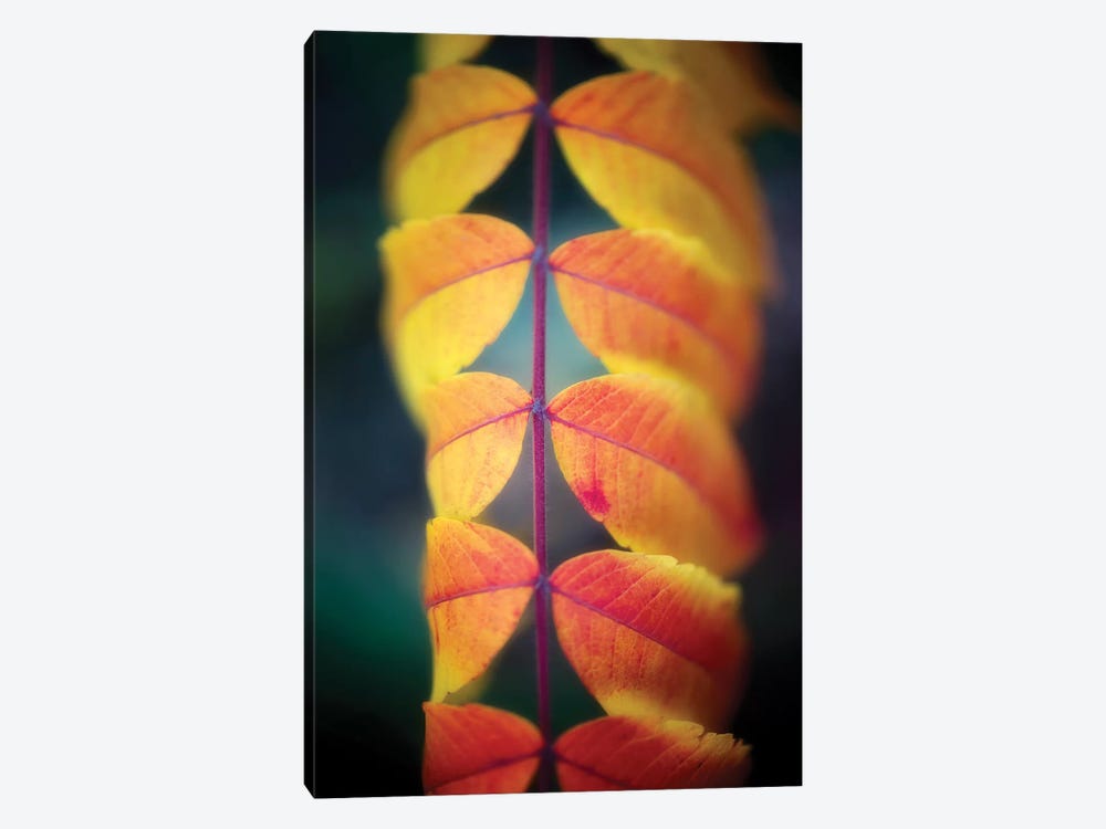 Leaves On The Line by Philippe Sainte-Laudy 1-piece Canvas Art