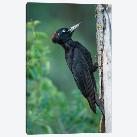 Black Woodpecker Looking For Food Canvas Print #PSM12} by Pascal De Munck Canvas Art