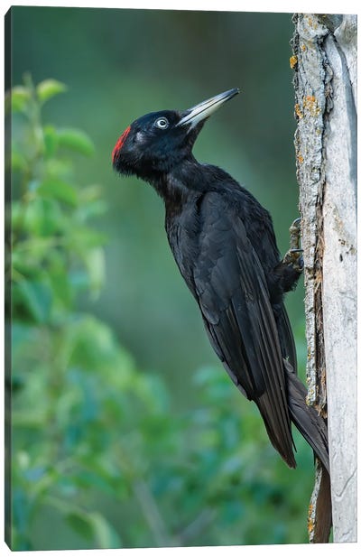 Black Woodpecker Looking For Food Canvas Art Print - Pascal De Munck