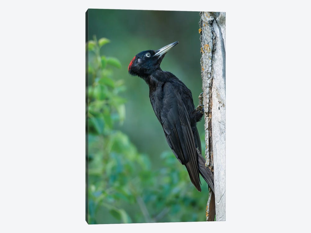 Black Woodpecker Looking For Food by Pascal De Munck 1-piece Canvas Artwork