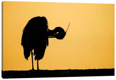 Grey Heron Sunrise Canvas Art Print - Pascal De Munck