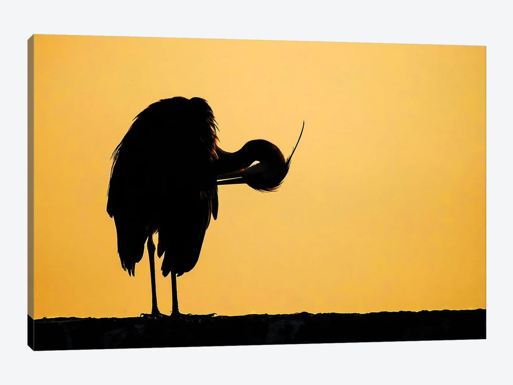 Grey Heron Sunrise by Pascal De Munck 1-piece Canvas Art Print