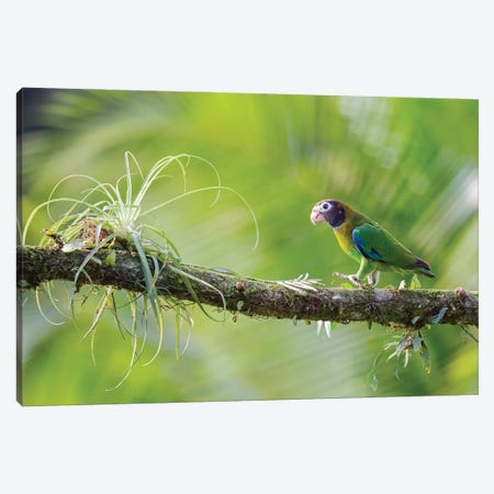 Brown Hooded Parrot In Green Canvas Print #PSM17} by Pascal De Munck Art Print