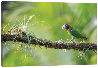 Brown Hooded Parrot In Green Canvas Art Print - Pascal De Munck