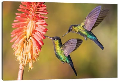 Fiery Throated Hummingbirds Hanging Around Flower Canvas Art Print - Pascal De Munck