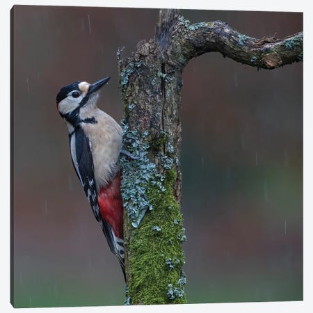 Great Spotted Woodpecker In The Rain Canvas Print #PSM27} by Pascal De Munck Canvas Art