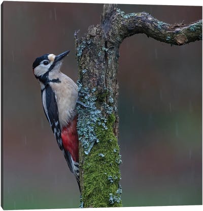 Great Spotted Woodpecker In The Rain Canvas Art Print - Pascal De Munck