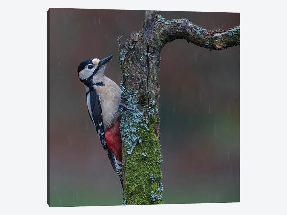 Great Spotted Woodpecker In The Rain by Pascal De Munck 1-piece Canvas Art