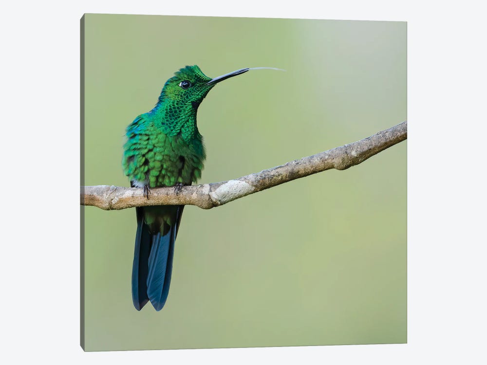 Green Crowned Brilliant Sticking Tongue Out by Pascal De Munck 1-piece Canvas Wall Art