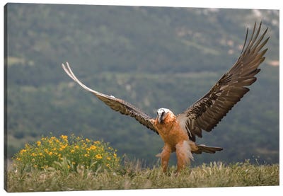 Bearded Vulture Open Wings Canvas Art Print - Vulture Art