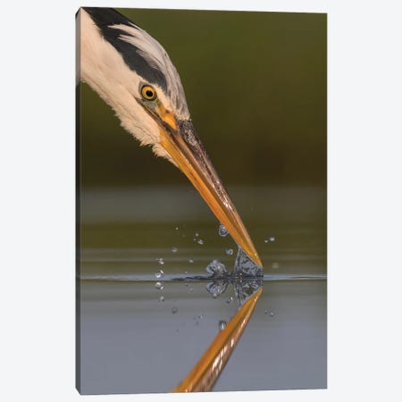 Grey Heron Splash Canvas Print #PSM30} by Pascal De Munck Canvas Artwork