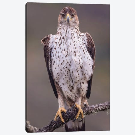 Bonelli'S Eagle On The Watch Canvas Print #PSM31} by Pascal De Munck Canvas Wall Art