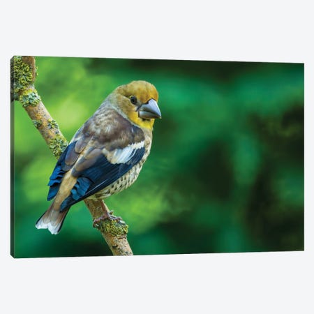 Hawfinch In Green Canvas Print #PSM34} by Pascal De Munck Canvas Print