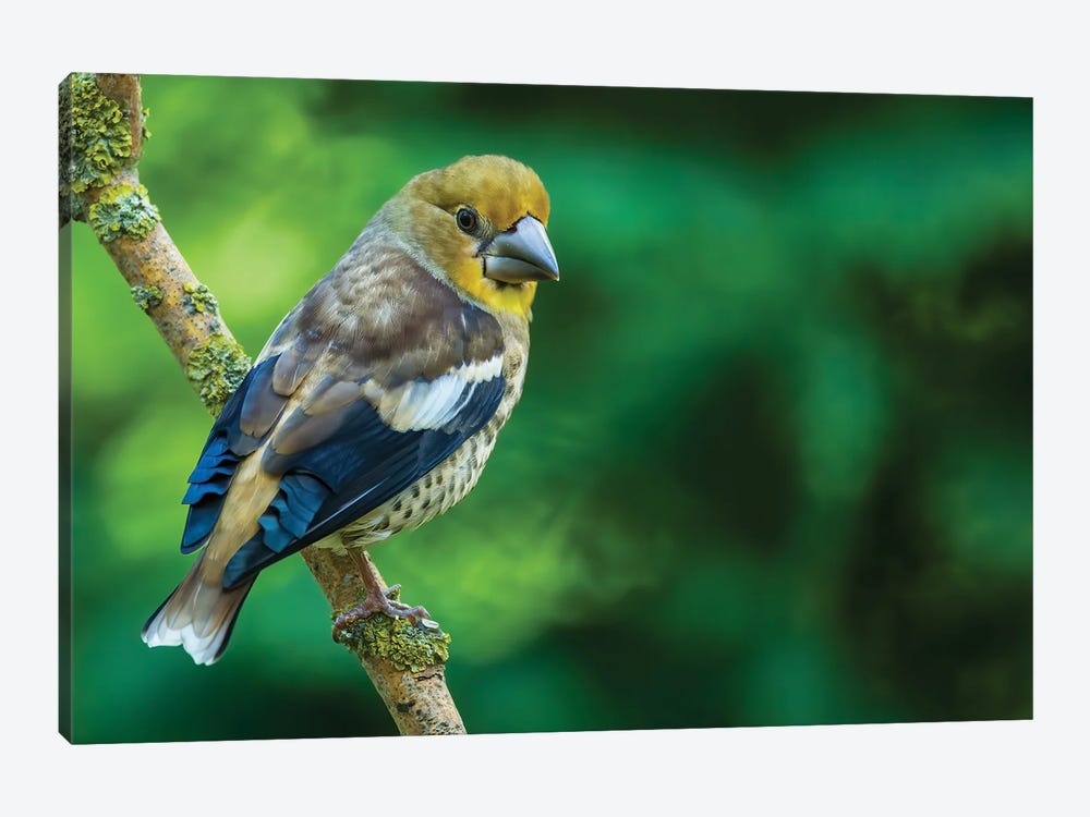 Hawfinch In Green by Pascal De Munck 1-piece Canvas Wall Art