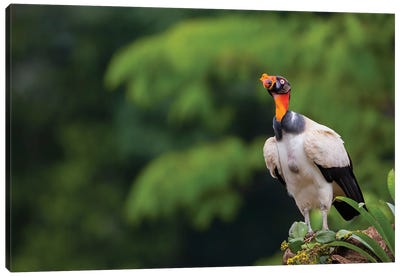King Vulture Looking Up Canvas Art Print - Vultures