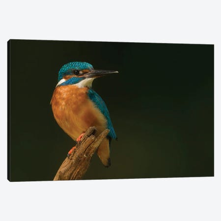 Kingfisher In Black Canvas Print #PSM38} by Pascal De Munck Canvas Art