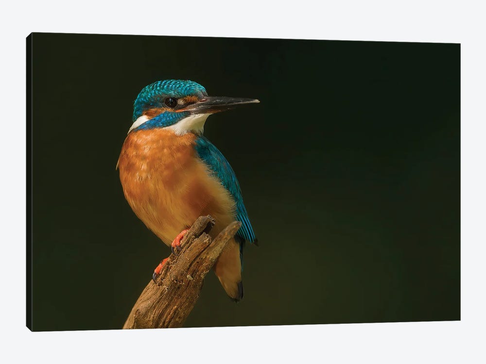 Kingfisher In Black by Pascal De Munck 1-piece Canvas Artwork